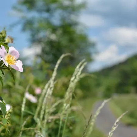 La Cour Pavee Holiday home Sebrazac