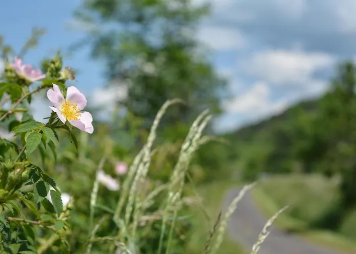 La Cour Pavee Feriehus Sebrazac